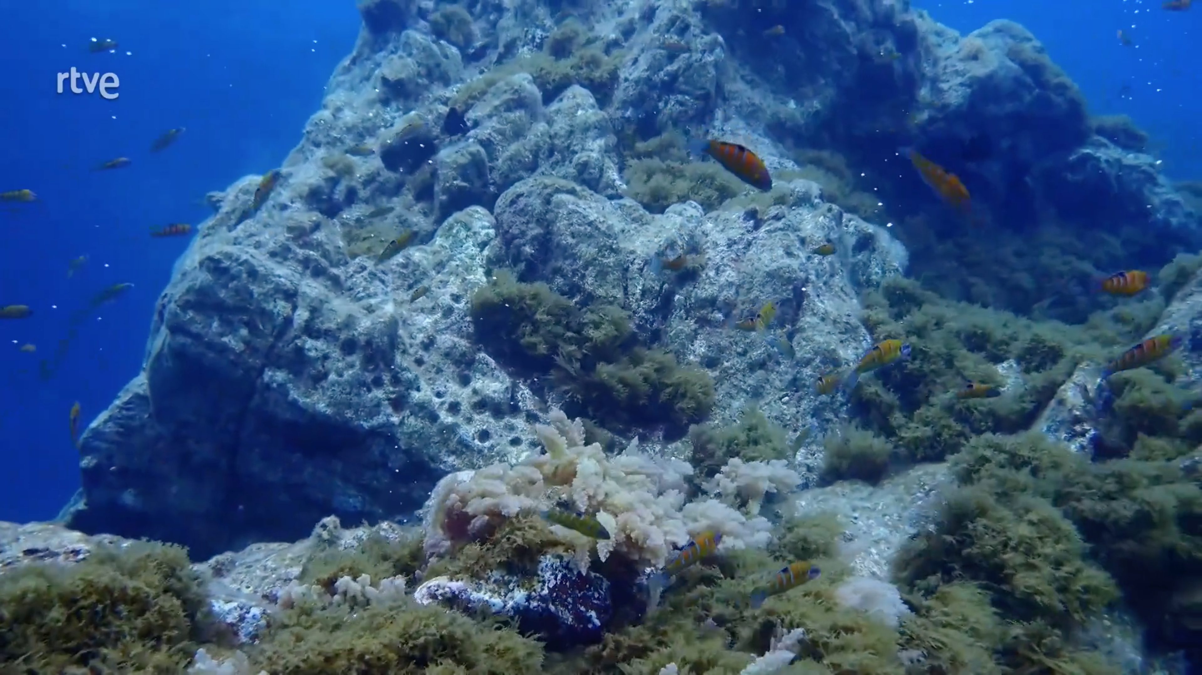 Azores Oasis Atlantico